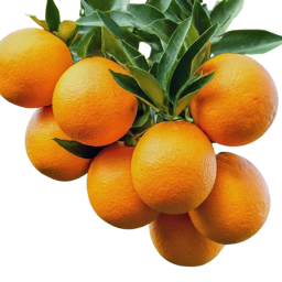 Oranges